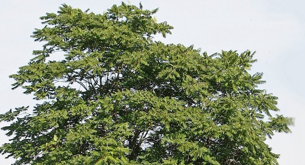 Dr&uuml;siger G&ouml;tterbaum