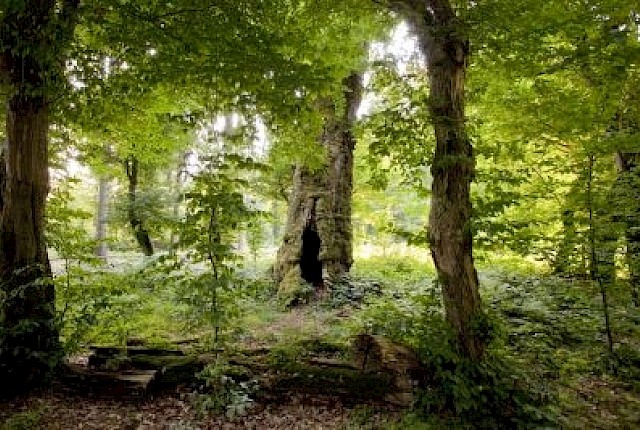 Prinzessinneneiche im Prinzessinnengarten