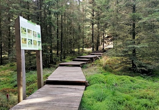 Erlebnismoorpfad Kellerwald